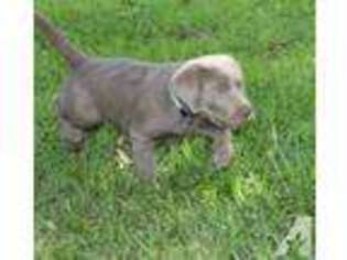 Labrador Retriever Puppy for sale in FLORA, MS, USA