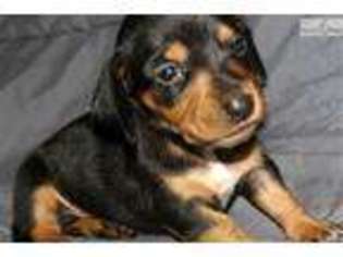 Dachshund Puppy for sale in Houston, TX, USA