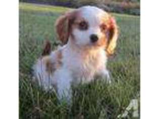 Cavalier King Charles Spaniel Puppy for sale in BEDFORD, IN, USA