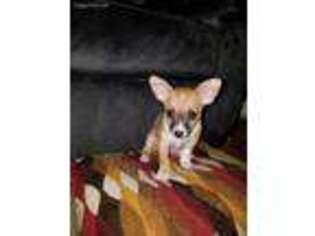 Chihuahua Puppy for sale in Tyngsboro, MA, USA
