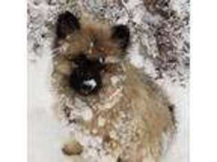 Keeshond Puppy for sale in Fayetteville, TN, USA