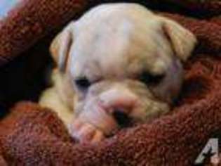French Bulldog Puppy for sale in HONOBIA, OK, USA