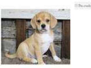 Puggle Puppy for sale in Springfield, MO, USA