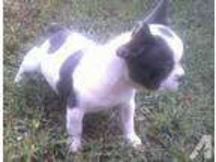 French Bulldog Puppy for sale in NEWPORT, TN, USA