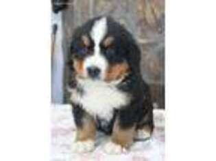 Bernese Mountain Dog Puppy for sale in Saint Ignatius, MT, USA