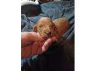 Dachshund Puppy for sale in Pawtucket, RI, USA