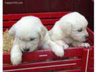 Golden Retriever Puppy for sale in Bellingham, MA, USA