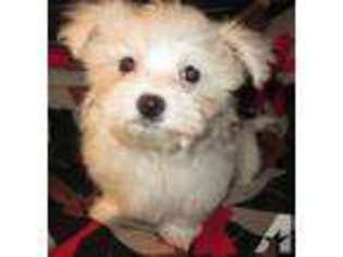 Maltese Puppy for sale in LOS GATOS, CA, USA