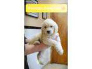 Goldendoodle Puppy for sale in Mentor, OH, USA