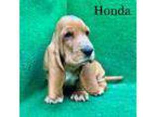 Basset Hound Puppy for sale in Nicholls, GA, USA