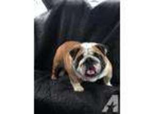 Bulldog Puppy for sale in QUEEN CITY, TX, USA