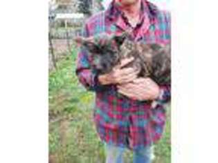 Cairn Terrier Puppy for sale in Molalla, OR, USA