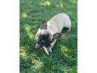 French Bulldog Puppy for sale in Payson, UT, USA
