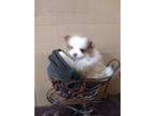 Pomeranian Puppy for sale in Spartanburg, SC, USA