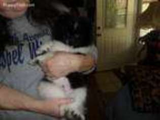 Pomeranian Puppy for sale in West Union, WV, USA