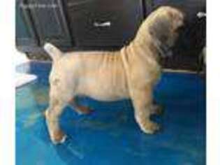 Boerboel Puppy for sale in Tampa, FL, USA