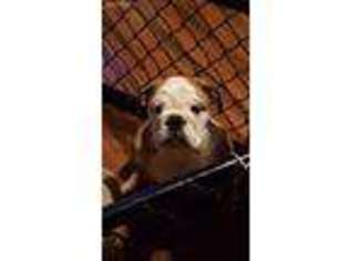 Bulldog Puppy for sale in Ashland, KY, USA