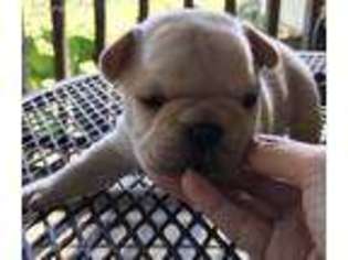 French Bulldog Puppy for sale in Columbia, MS, USA