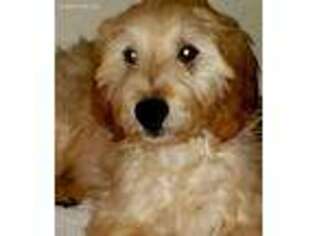 Goldendoodle Puppy for sale in Denton, TX, USA