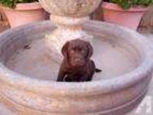 Labrador Retriever Puppy for sale in NORCO, CA, USA