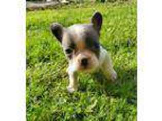 French Bulldog Puppy for sale in Utica, MI, USA