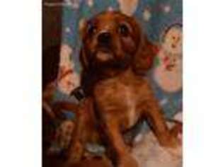 Cavalier King Charles Spaniel Puppy for sale in Harrisonburg, VA, USA