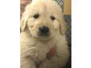 Goldendoodle Puppy for sale in Holly, MI, USA