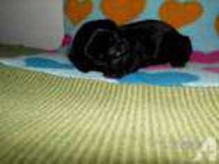 Mutt Puppy for sale in SMITHTON, PA, USA