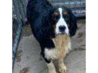 English Springer Spaniel Puppy for sale in Henderson, TX, USA