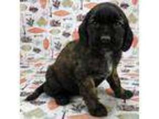 Saint Bernard Puppy for sale in Ipswich, SD, USA