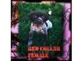 German Shorthaired Pointer Puppy for sale in Moreno Valley, CA, USA