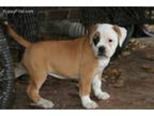 American Bulldog Puppy for sale in Pineview, GA, USA
