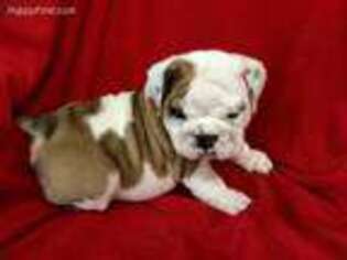Bulldog Puppy for sale in Allen, TX, USA
