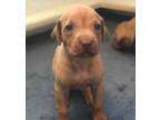Rhodesian Ridgeback Puppy for sale in Fredericksburg, TX, USA