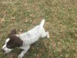 German Wirehaired Pointer Puppy for sale in Bussey, IA, USA