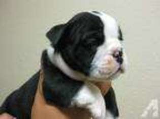 Bulldog Puppy for sale in VICTORVILLE, CA, USA