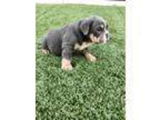 Bulldog Puppy for sale in Spring Valley, CA, USA