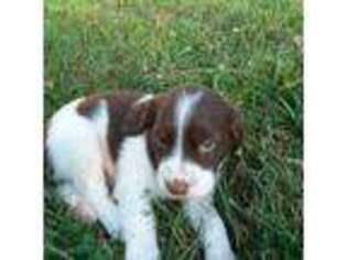 Brittany Puppy for sale in Brogue, PA, USA
