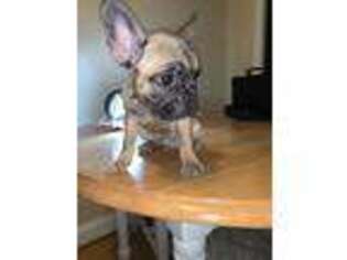 French Bulldog Puppy for sale in Clemson, SC, USA