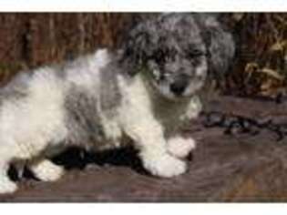 Goldendoodle Puppy for sale in Bainbridge, NY, USA