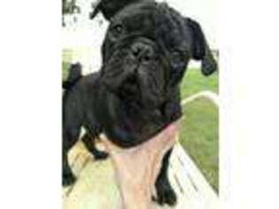 Pug Puppy for sale in Humboldt, IL, USA