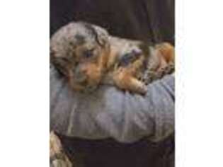 Mutt Puppy for sale in Evansville, WI, USA