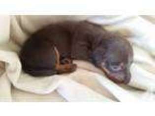 Dachshund Puppy for sale in HUSTISFORD, WI, USA