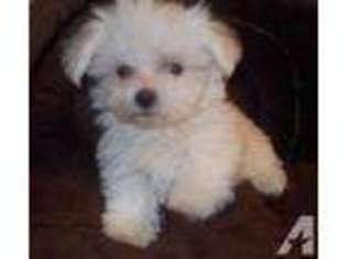 Maltese Puppy for sale in WENTWORTH, MO, USA