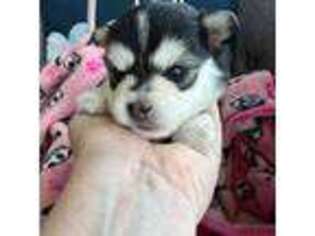 Mutt Puppy for sale in Uvalde, TX, USA