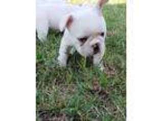 French Bulldog Puppy for sale in Wynnewood, OK, USA