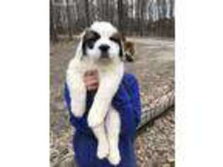 Saint Bernard Puppy for sale in Morgantown, IN, USA