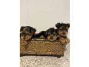 Yorkshire Terrier Puppy for sale in Charlotte Hall, MD, USA