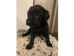 Labrador Retriever Puppy for sale in Honesdale, PA, USA