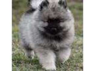 Keeshond Puppy for sale in Waxahachie, TX, USA